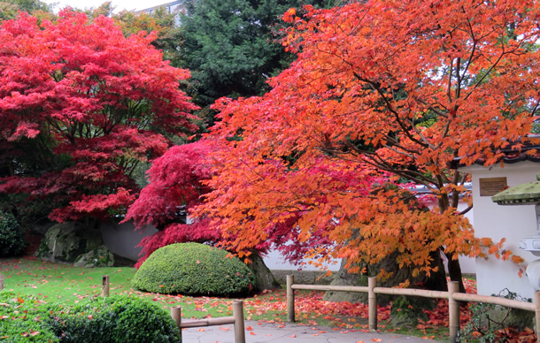 Een herfstfoto, gemaakt in de Japanse tuin in de Zoo van Amersfoort (foto 24 oktober 2015 door Ria Mensink uit Deventer).