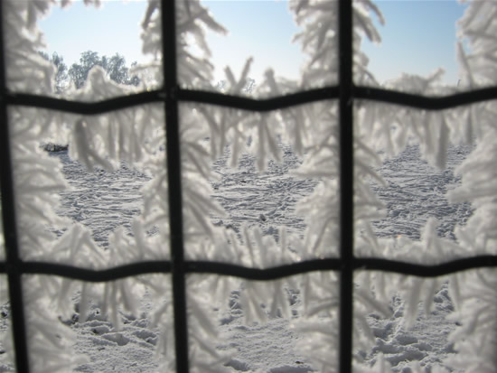 In de 2e week van januari 2009 ging zuid en oost Nederland gebukt onder zeer strenge vorst. De familie Hendrix uit Gassel maaktte deze prachtige foto van het sneeuwlandschap, gezien door een hekwerk waarop zich zware rijp heeft gevormd.