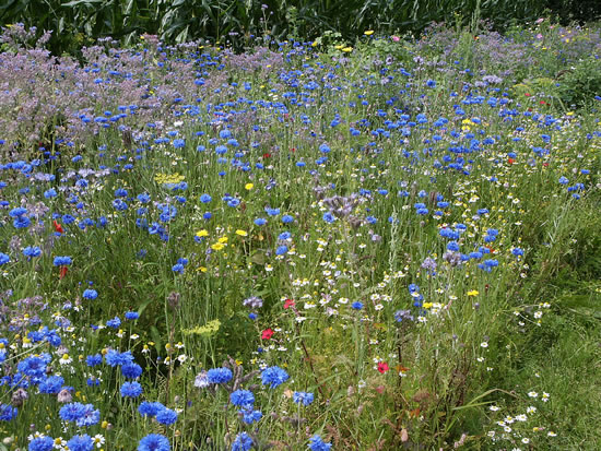 Deze foto, eveneens gemaakt door Ingrid van der Cruijsen uit Mill, toont de diversiteit aan bloemen in dit kleurrijke zomerse bloembed - augustus 2007. Uw weerfoto's