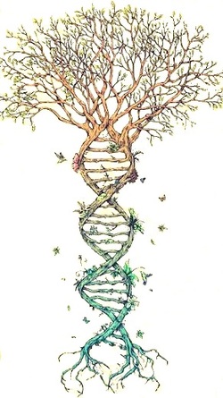 Stamboom en DNA