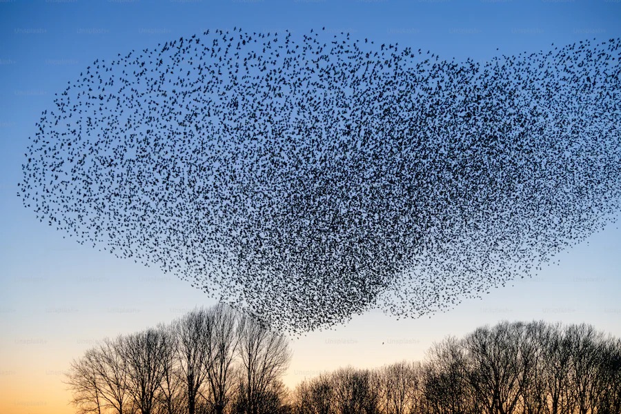 Soorten fotografie - natuur